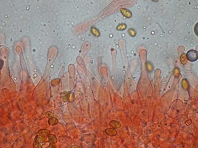 Galerina spec. Cod.DSCN 9149